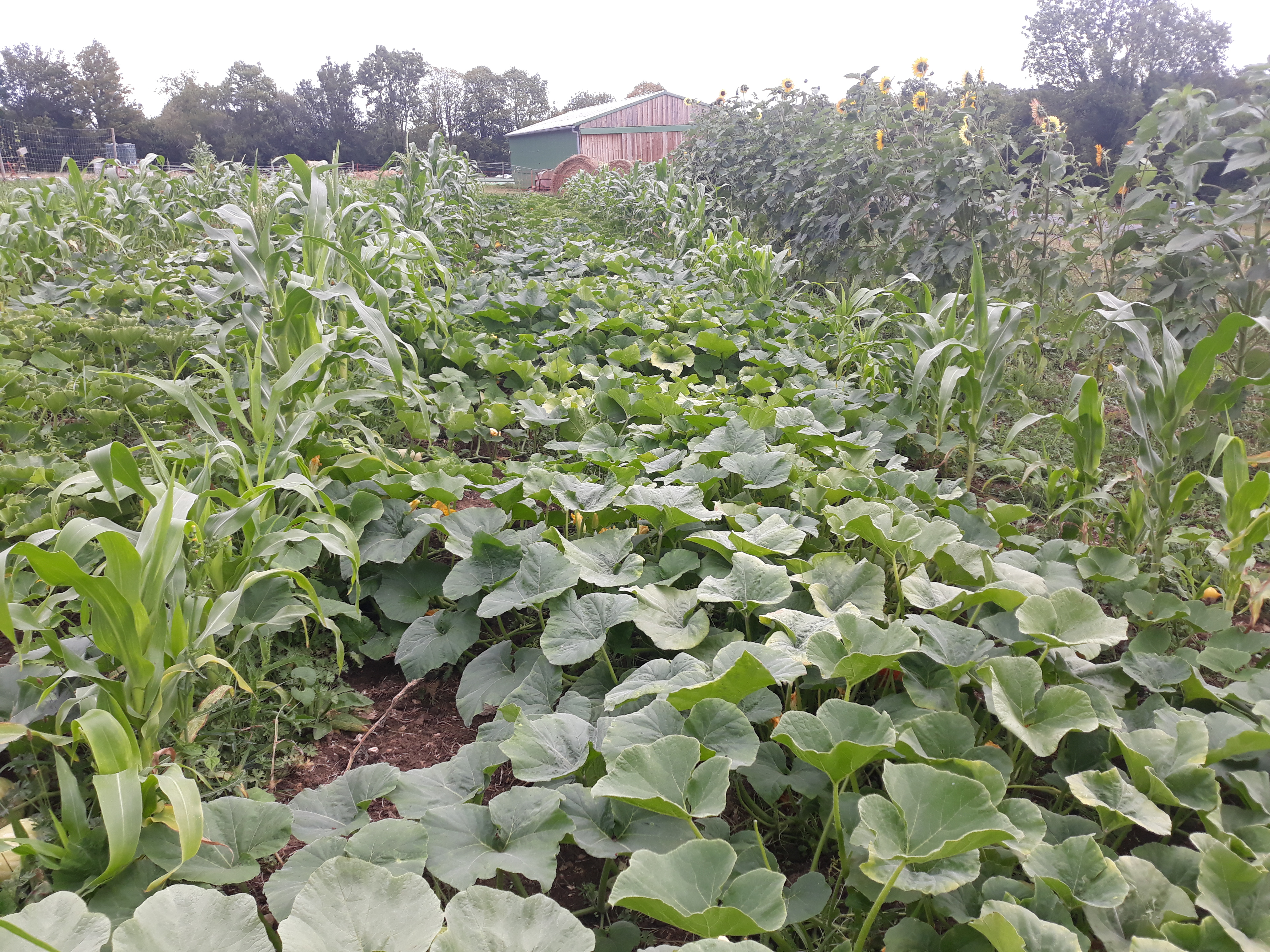 Photo 2 de l'exploitation