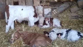 Photo 3 de l'exploitation