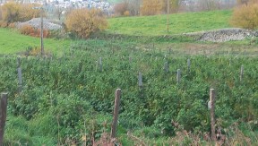 Photo 9 de l'exploitation