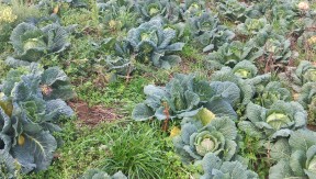 Photo 6 de l'exploitation