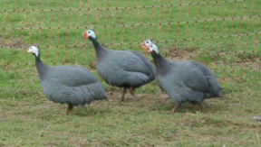 Photo 2 de l'exploitation