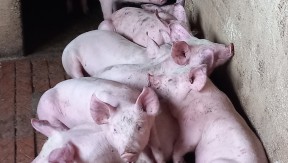 Photo 16 de l'exploitation