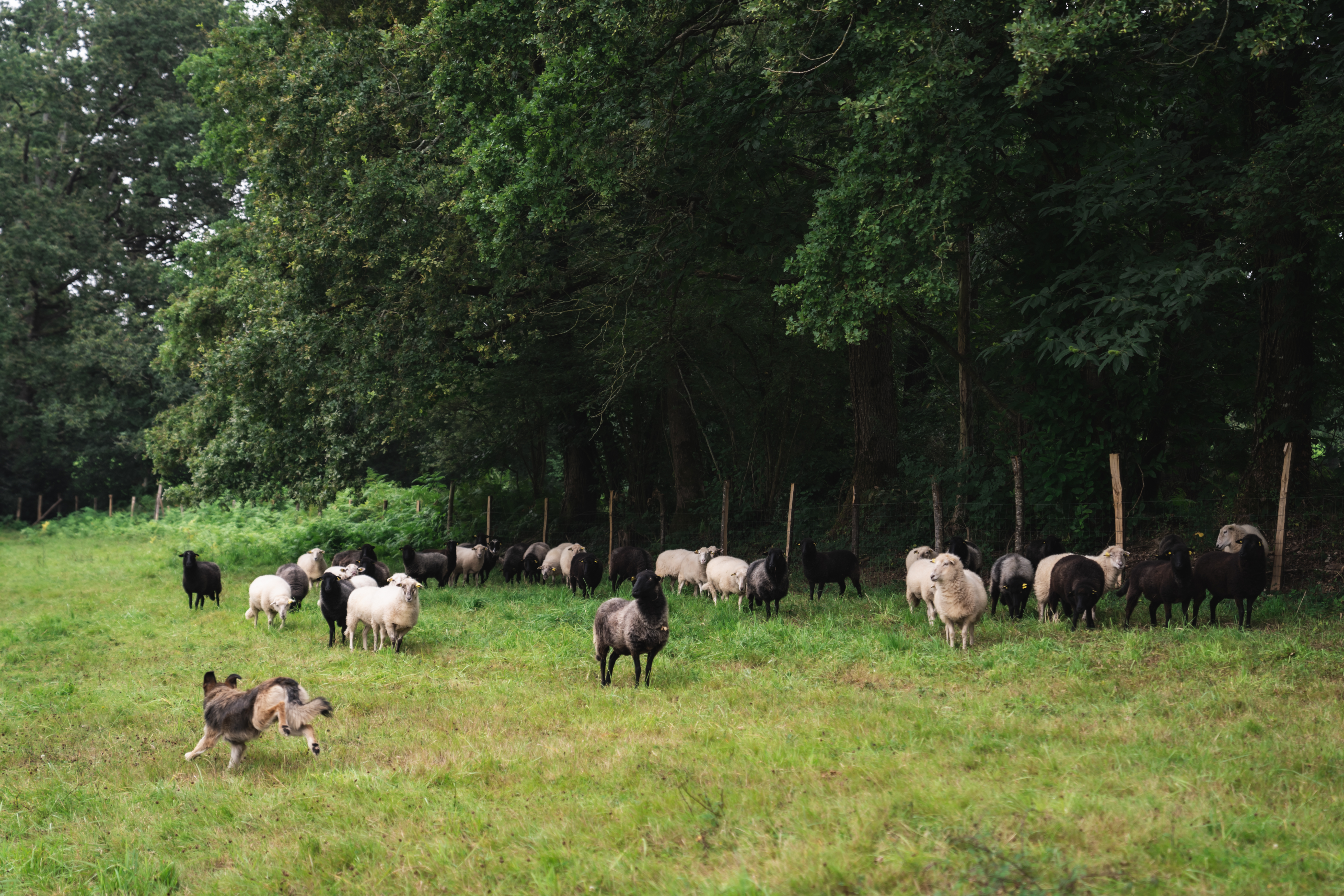 Photo 3 de l'exploitation