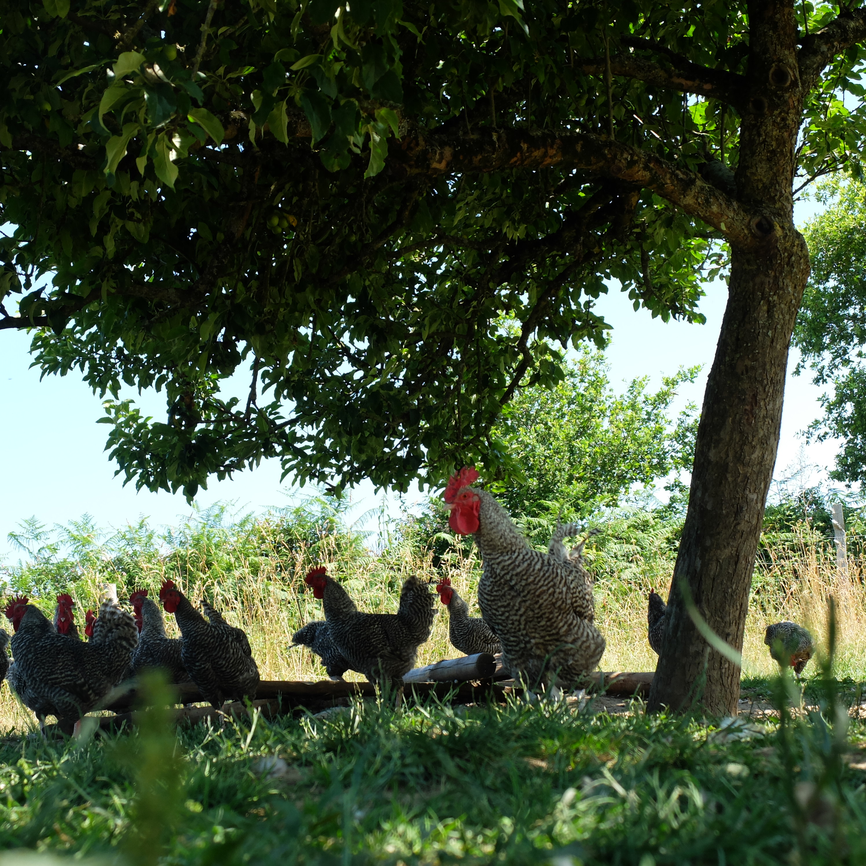 Photo 6 de l'exploitation