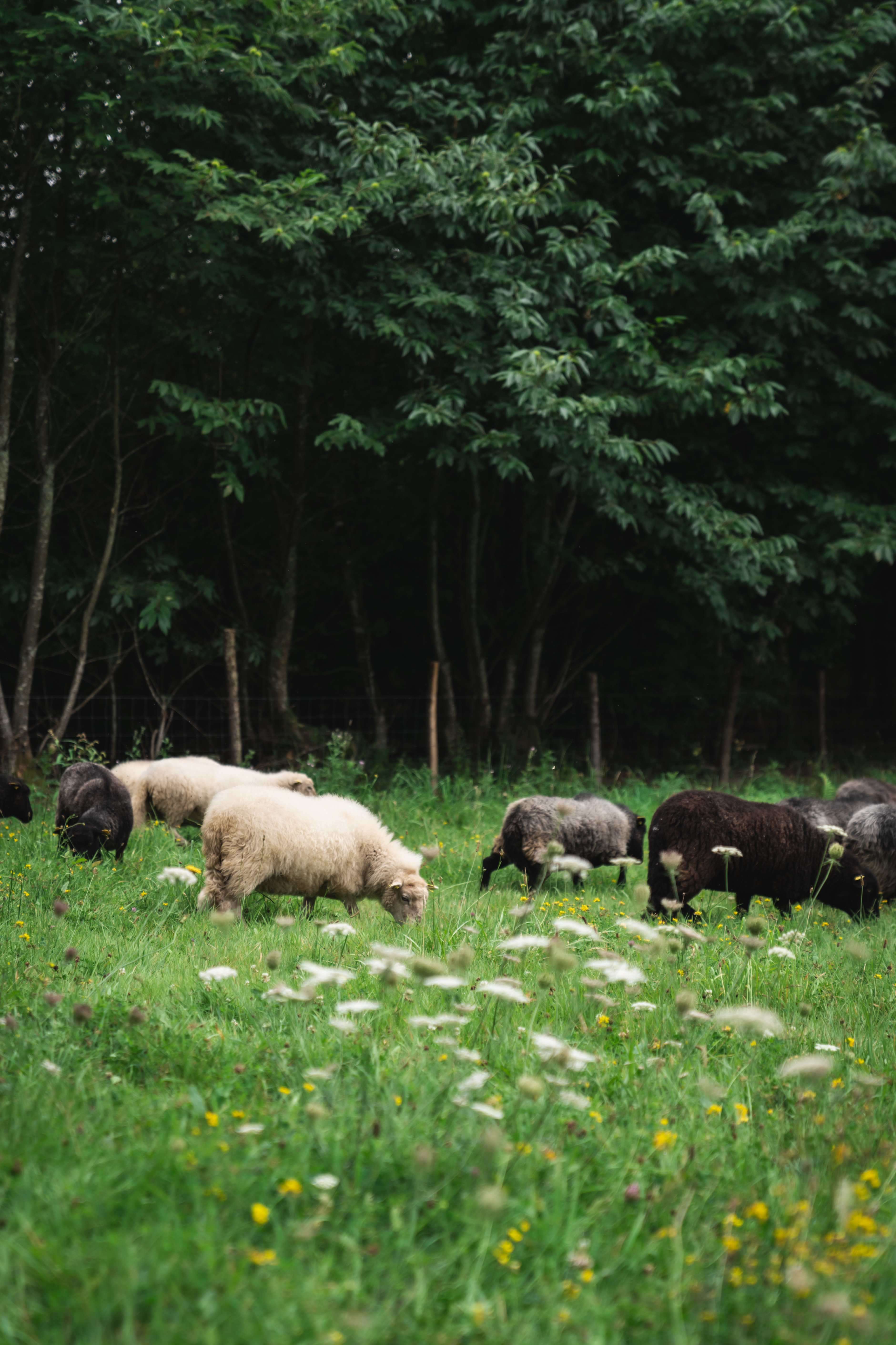 Photo 4 de l'exploitation