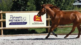 Miniature de l'actualité 6 journées découverte des métiers du cheval en Normandie